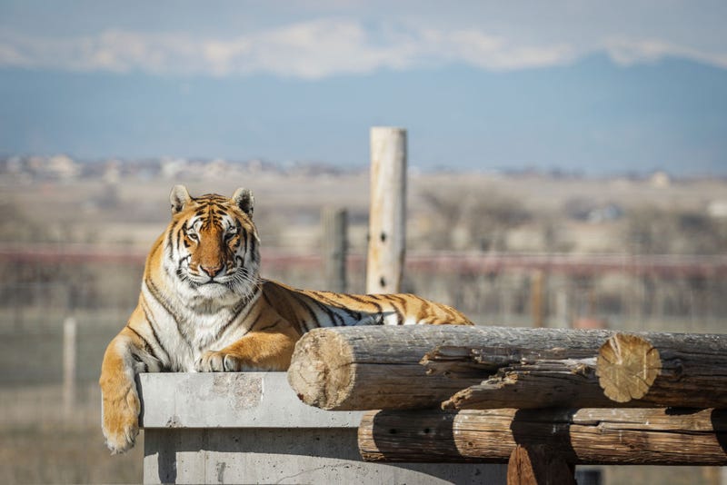 One of the 39 tigers rescued in 2017 from Joe Exotic's G.W. Exotic Animal Park relaxes in its enclosure at the Wild Animal Sanctuary on April 5, 2020 in Keenesburg, Colorado. Exotic, star of the wildly successful Netflix docu-series Tiger King, is currently in prison for a murder-for-hire plot and surrendered some of his animals to the Wild Animal Sanctuary. The Sanctuary cares for some 550 animals on two expansive reserves in Colorado. (Photo by Marc Piscotty/Getty Images)