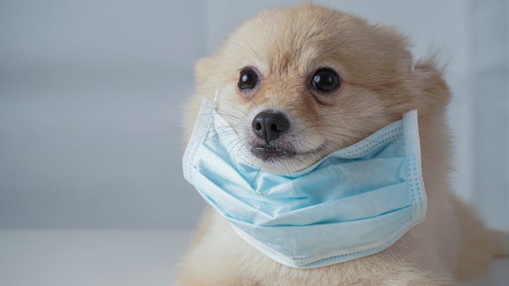 Dogs Can Learn to Detect COVID-19 by Sniffing Armpits: Study