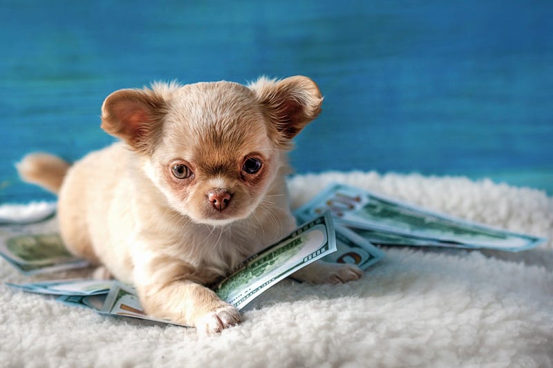 Puppy scams