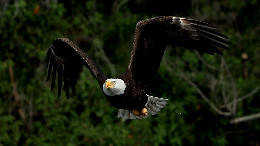 WATCH: Bald eagle hunts down and eats seagull on golf course in intense showdown