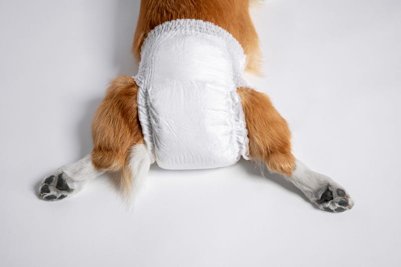 dog diaper