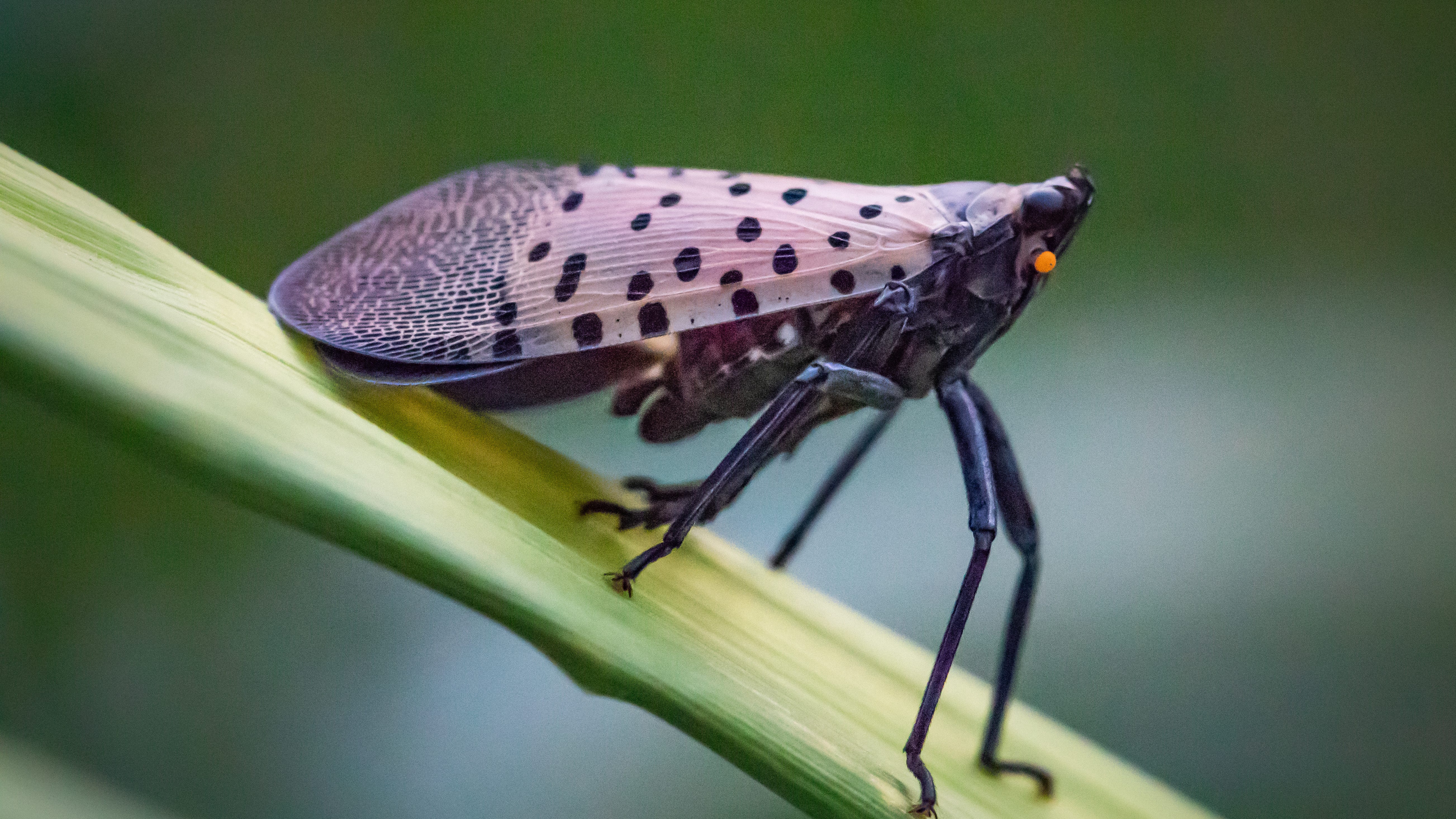 Pa. expanded lanternfly zone means new permits for businesses, new urgency for rest of us