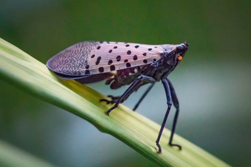 A spotted lanternfly sits on a leaf.