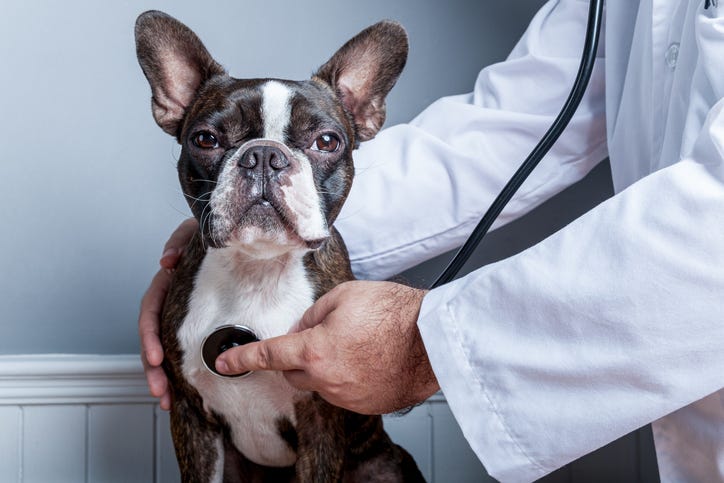 dog at the vet