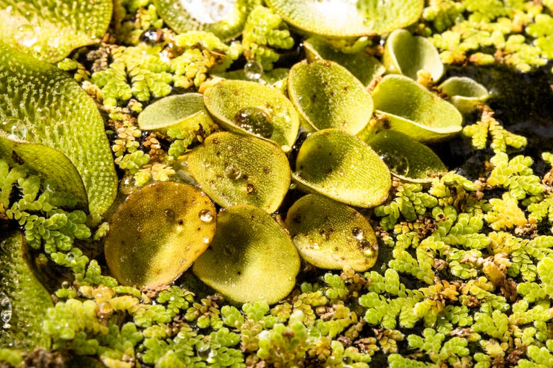 February freeze killed lots of giant salvinia