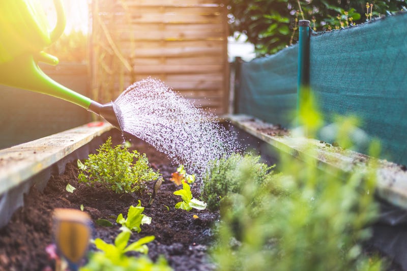Urban gardening: Watering fresh vegetables and herbs on fruitful soil 