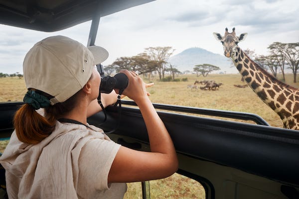 A woman on a safari watching a giraffe and antelope