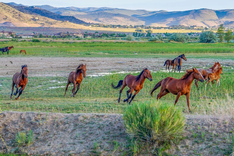 Wild horses running and interacting in the Nevada desert