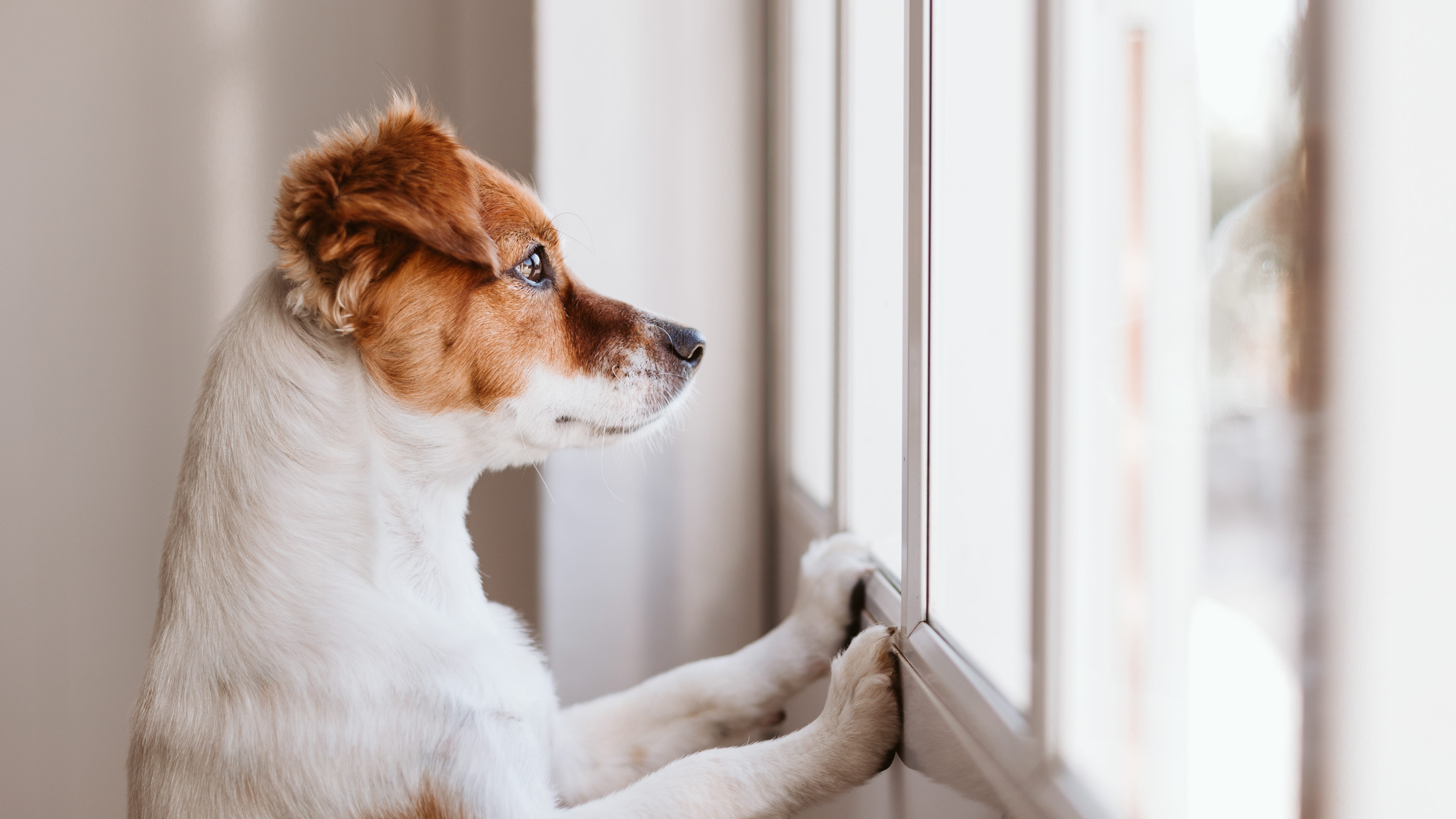 How to prepare your pet for when you return to work, school to avoid separation anxiety