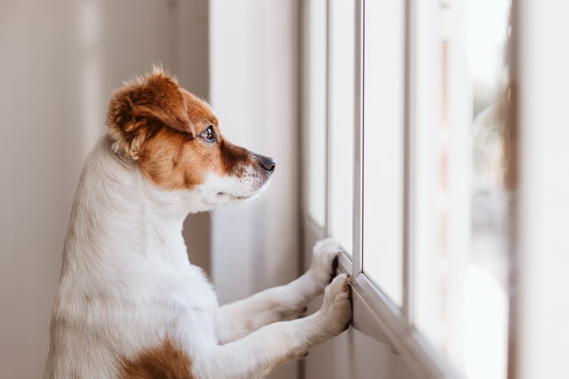 Dog waiting for owner