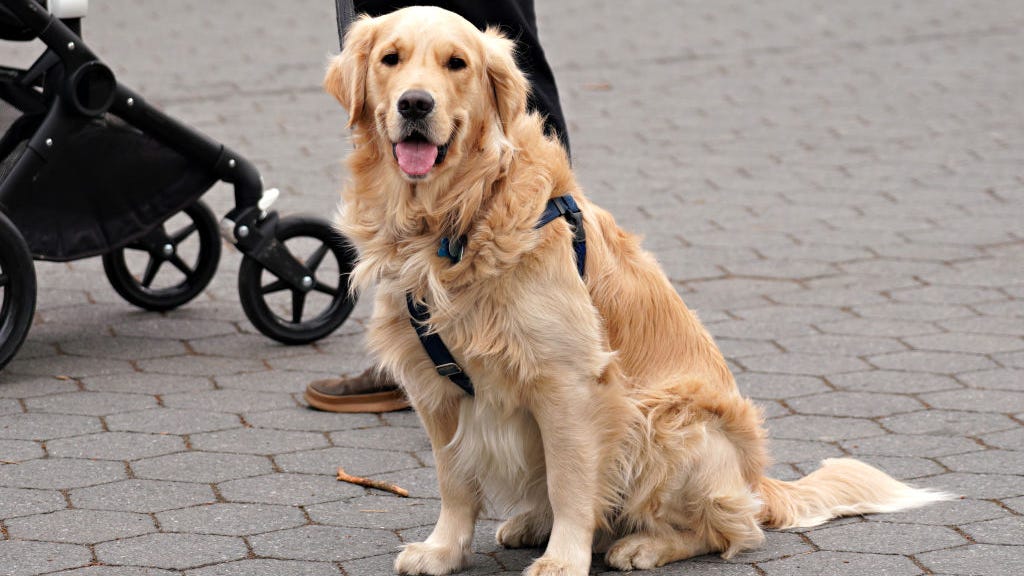Comfort dogs sent to support first responders at site of Miami building collapse