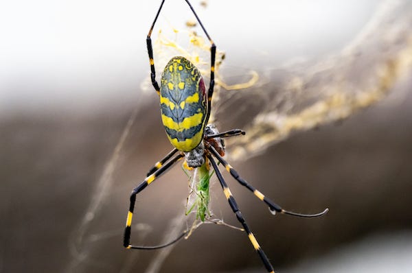 Japanese Joro orb-weaver spider eating a grasshopper