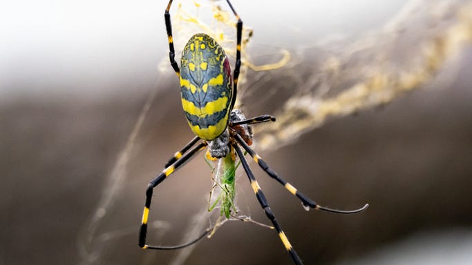 Colorful spiders as big as your hand could be invading the East Coast