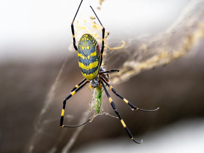 A Joro spider. 