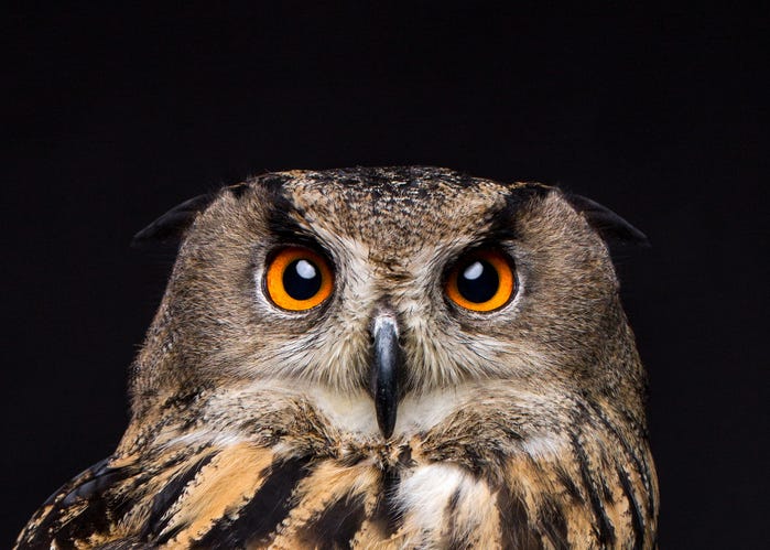 Owl