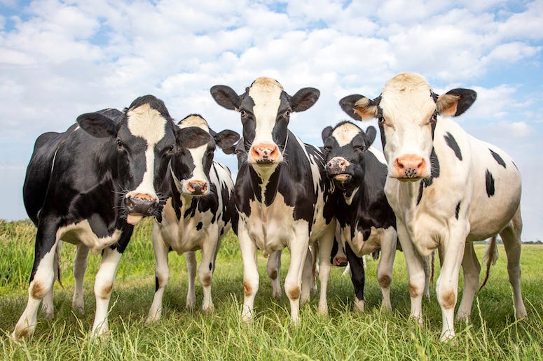 Group of cows standing in a field