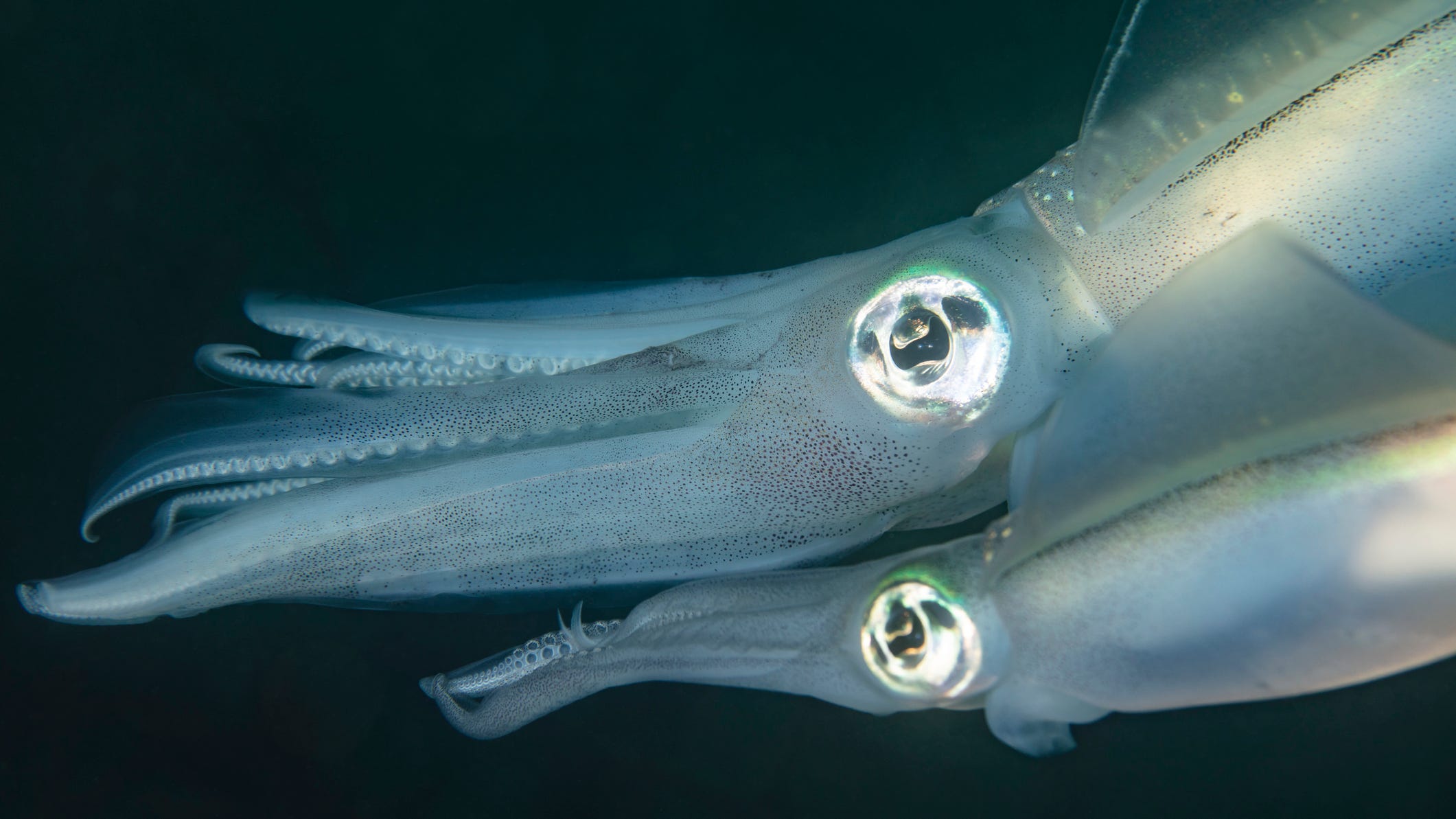 PHOTO: Rare squid with creepy ‘elbow’ tentacles confuses scientists