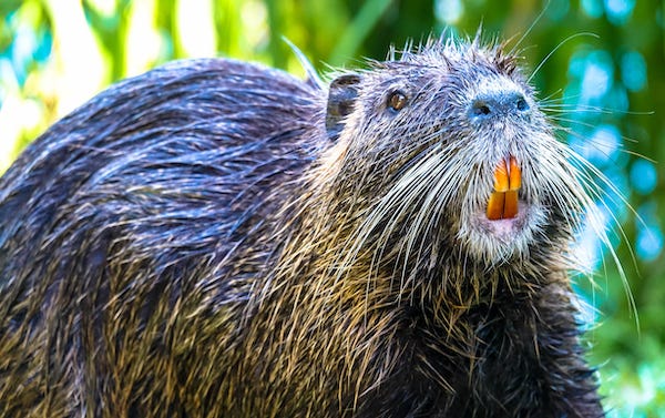 Nutria with yellow teeth