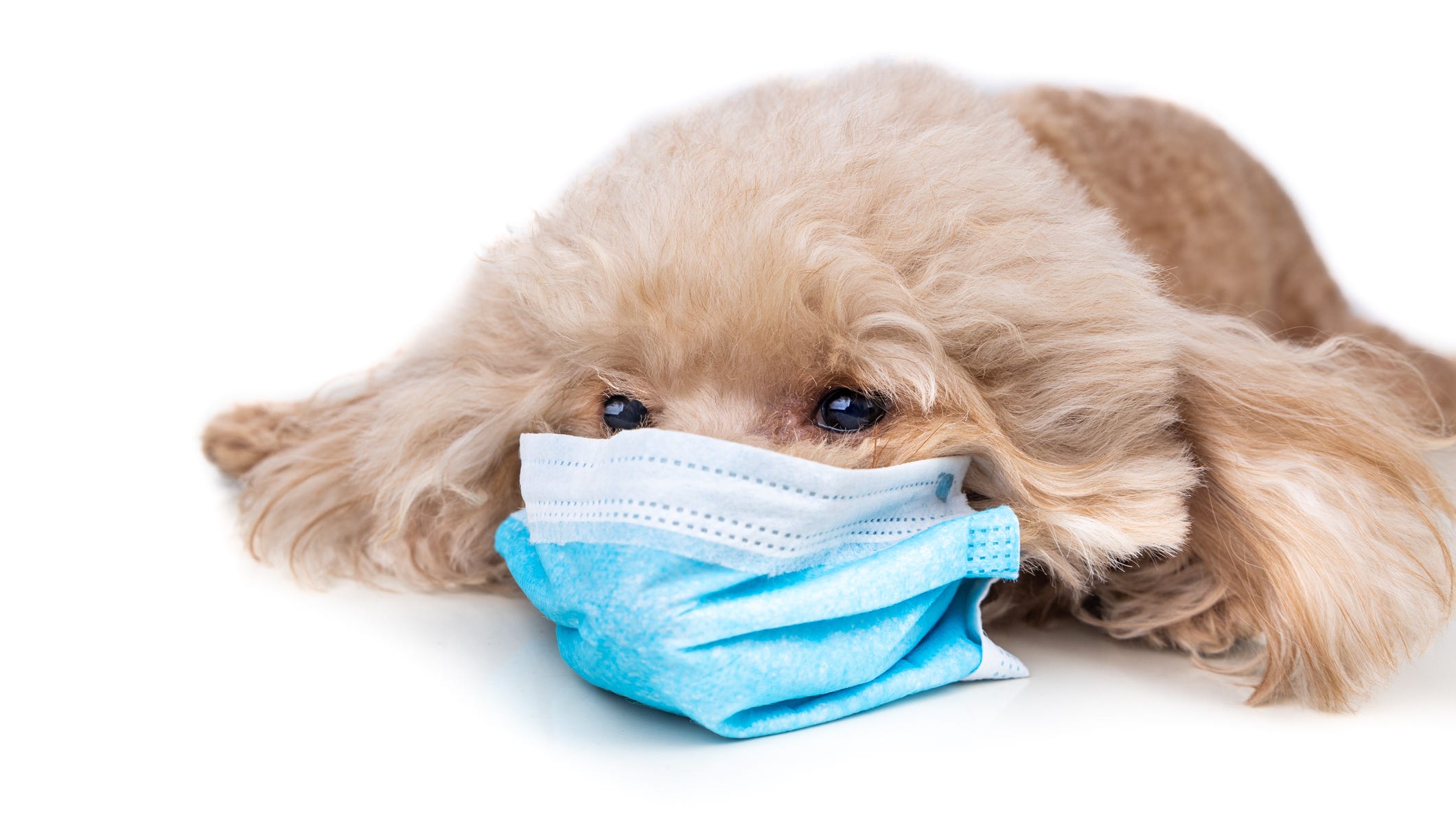 Fort Worth animal shelter reopens after outbreak of canine flu