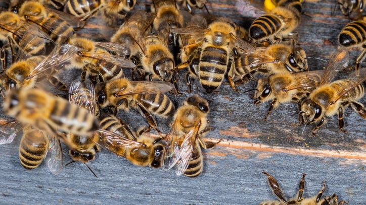 VIDEO: Police remove swarm of 10K bees from traffic light