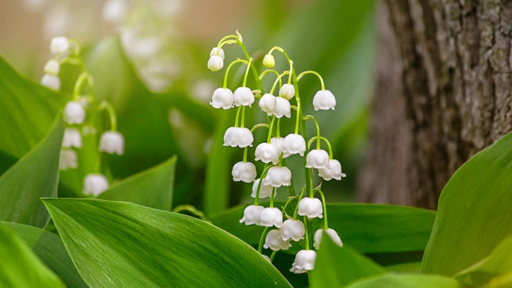 Check your yard for these 15 toxic plants