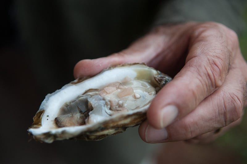 The recalled oysters were harvested from the Groton approved area between Aug. 28 and Aug. 30