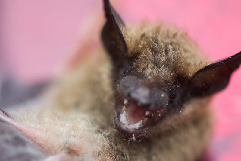 Close-up of bat displaying fangs 