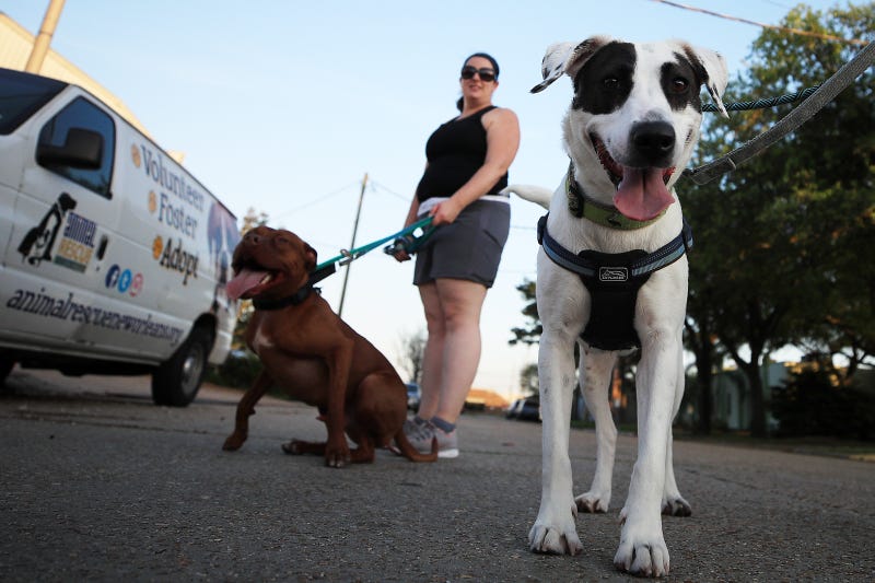 Dogs are taken for a walk outside the Animal Rescue of New Orleans on March 24, 2020 in New Orleans, Louisiana.