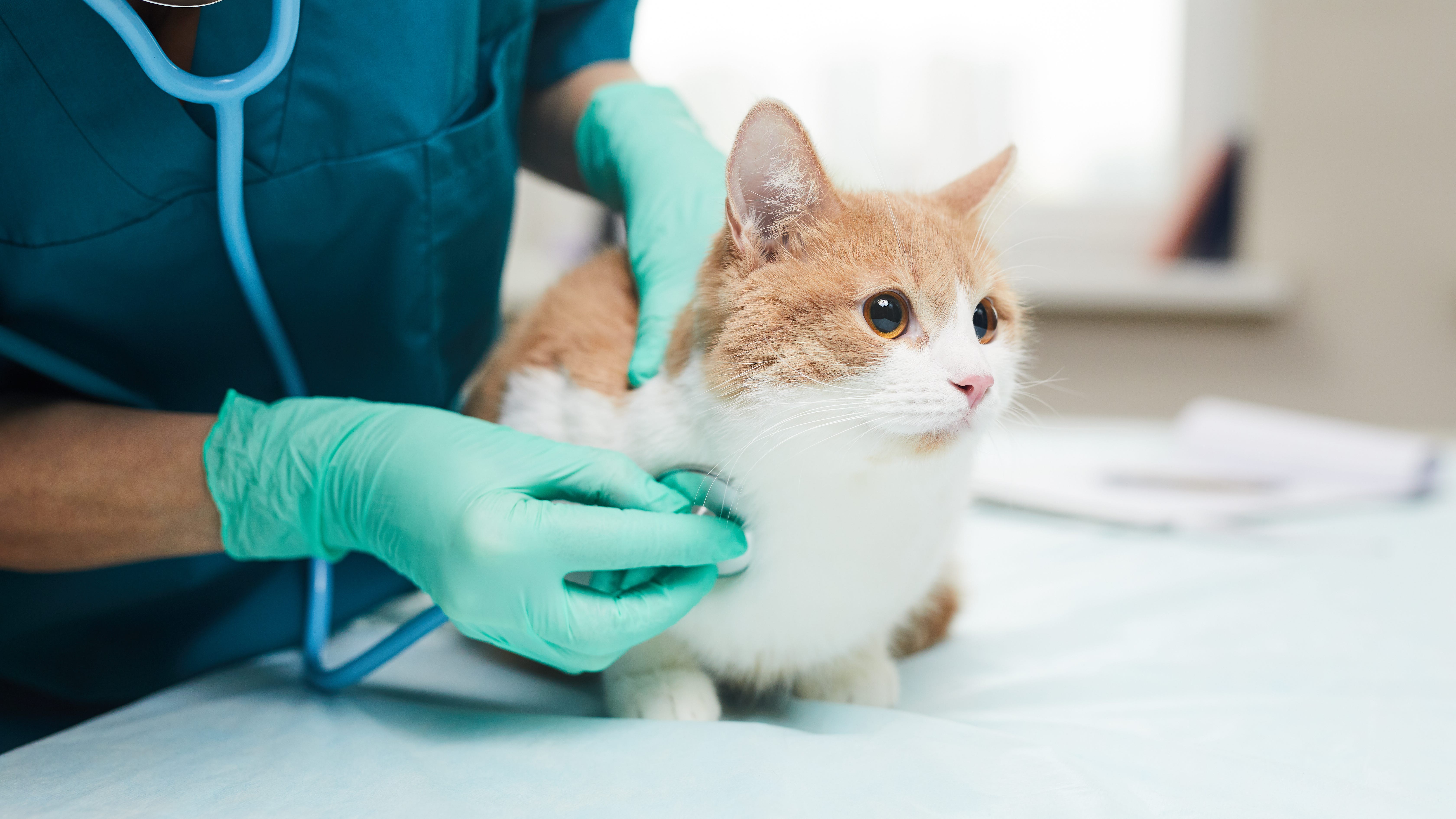 Veterinary clinics see spike in business with pandemic pets