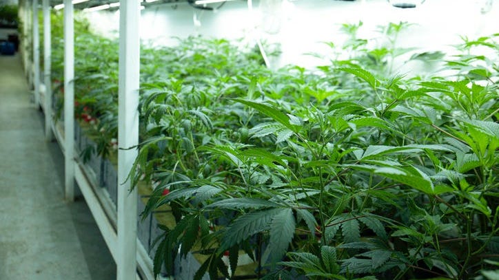 Ypsilanti grandmother faces jail time for pot-growing operation