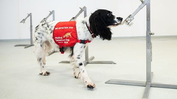 Dogs Are Being Trained to Detect If Someone Has Coronavirus