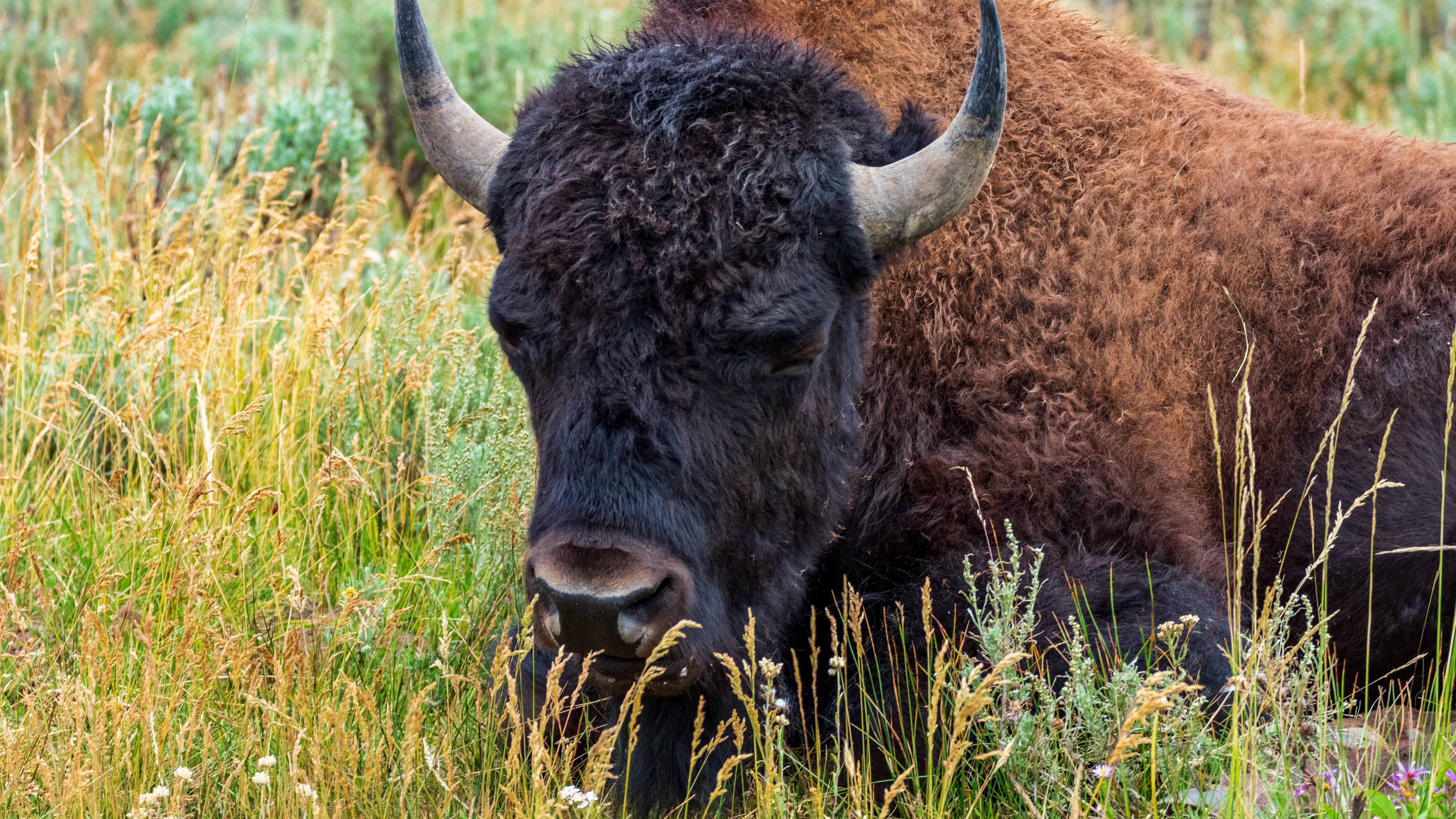 Montana bison harvest challenges wounded Marine veteran