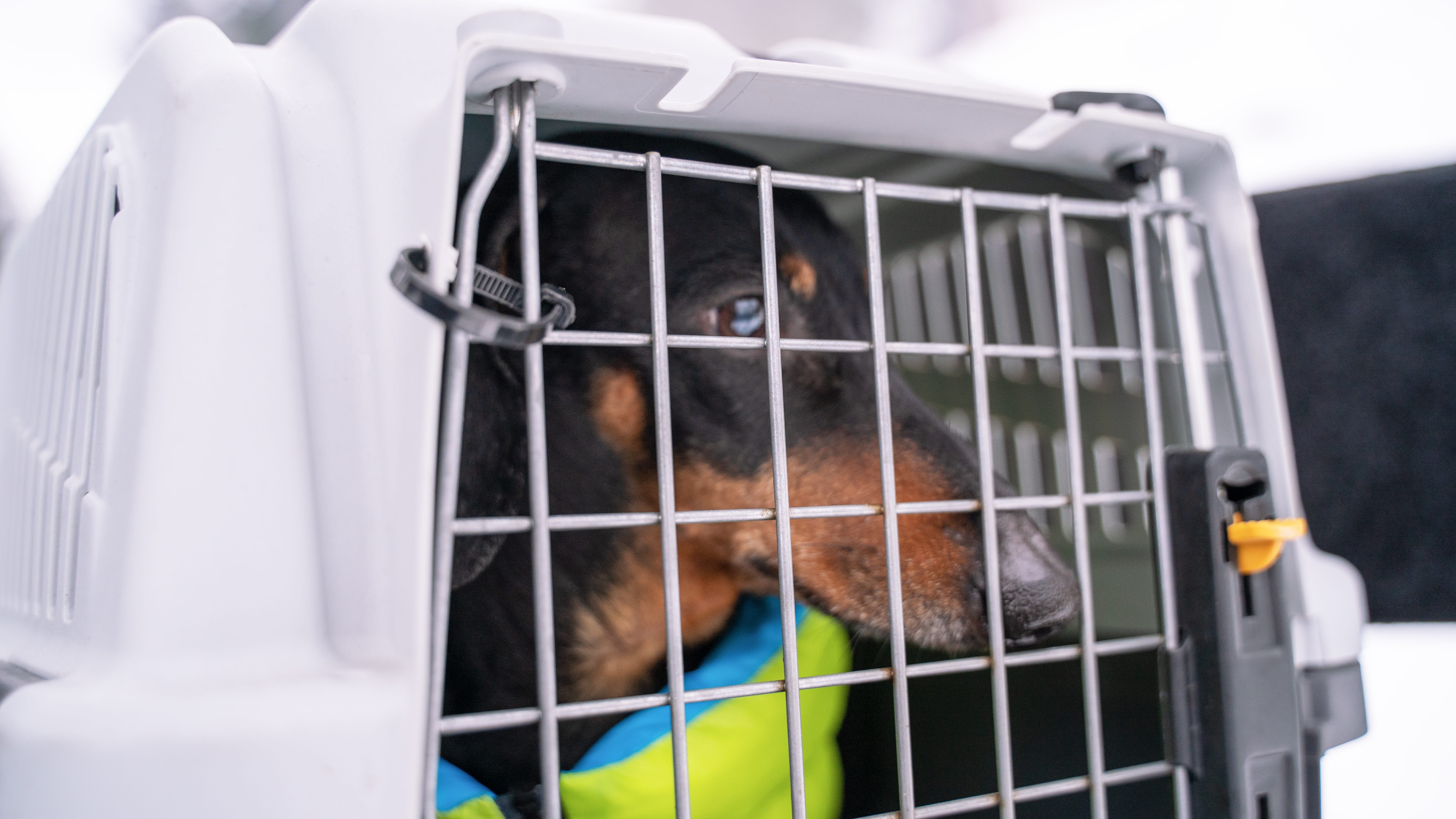 CDC ban on international dog adoptions starts in July