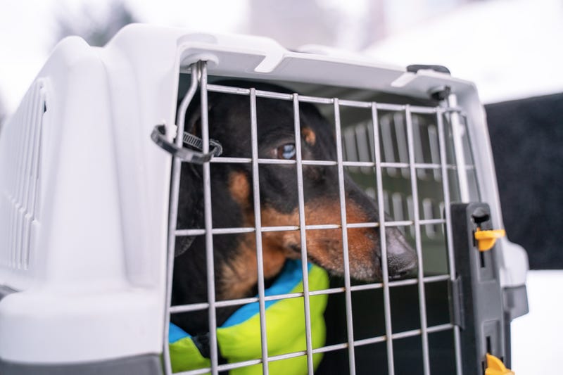 CDC ban on international dog adoptions to start in July after rabid dog came through O’Hare;