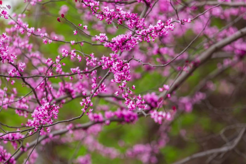 Purple flowers on a tree.