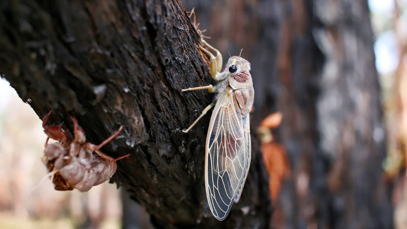 Cicada