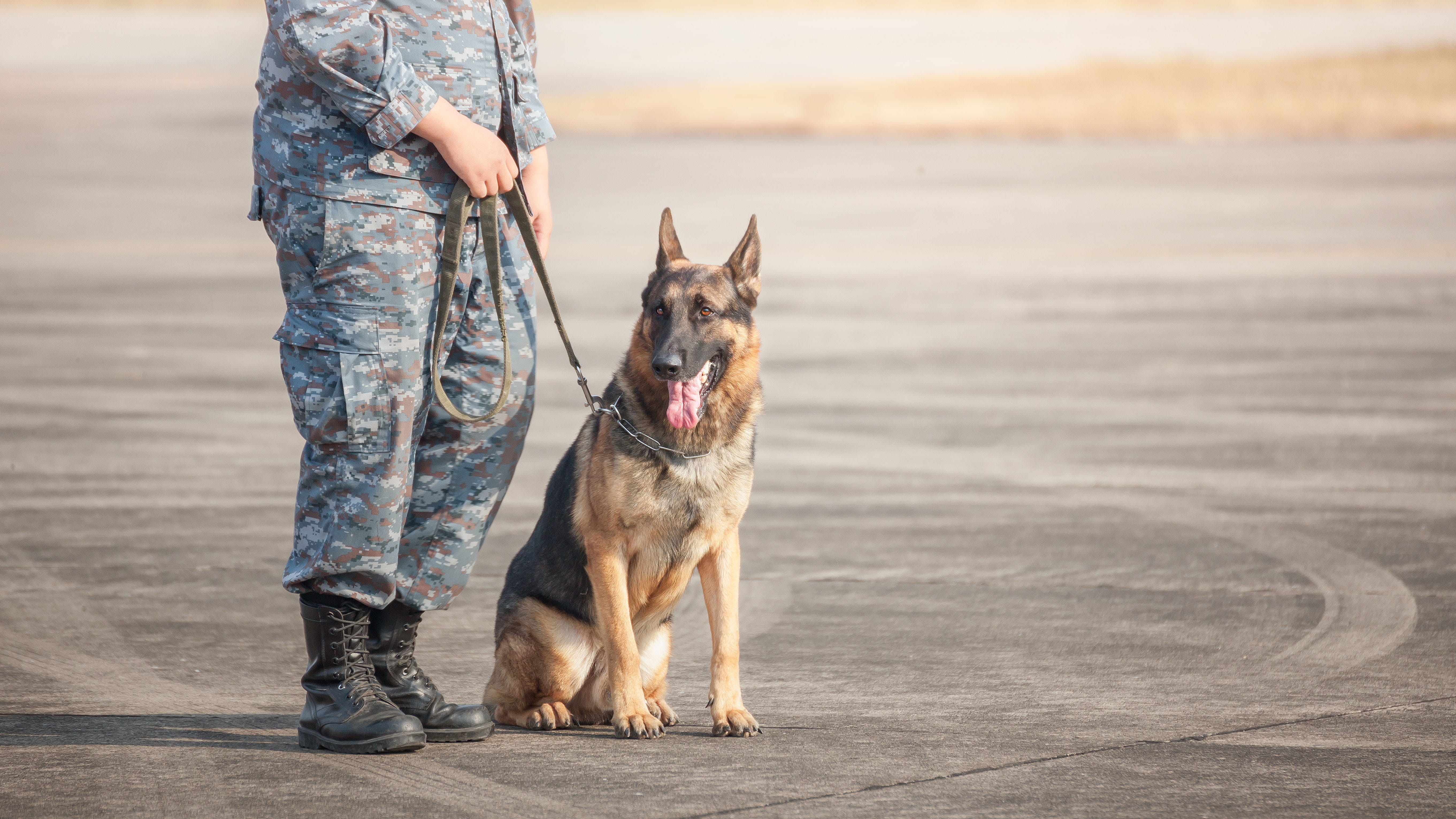 Rescues work to give retired service dogs happy retirement ahead of National K9 Veterans Day