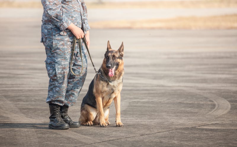 K9