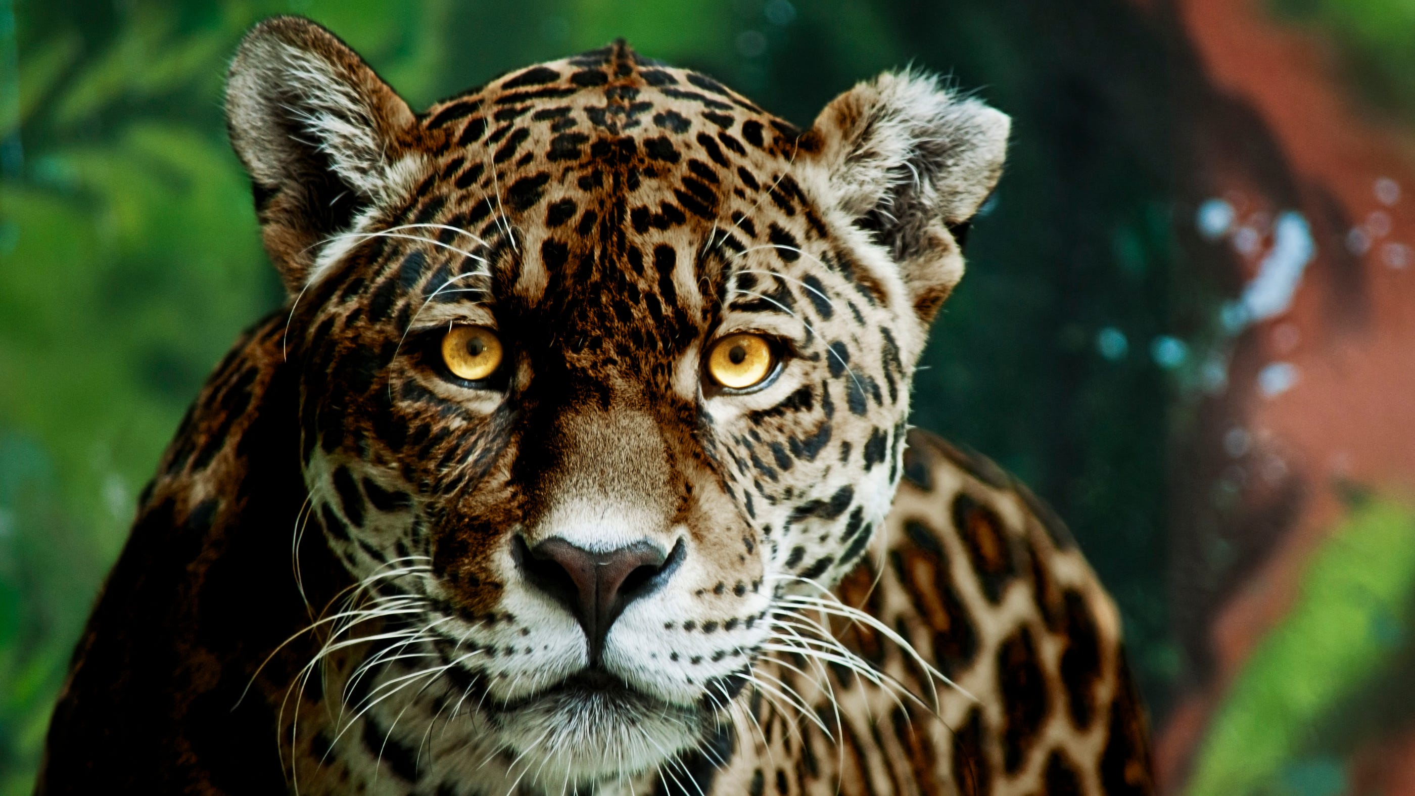 WATCH: Wild jaguar caught killing predatory cat in rare video