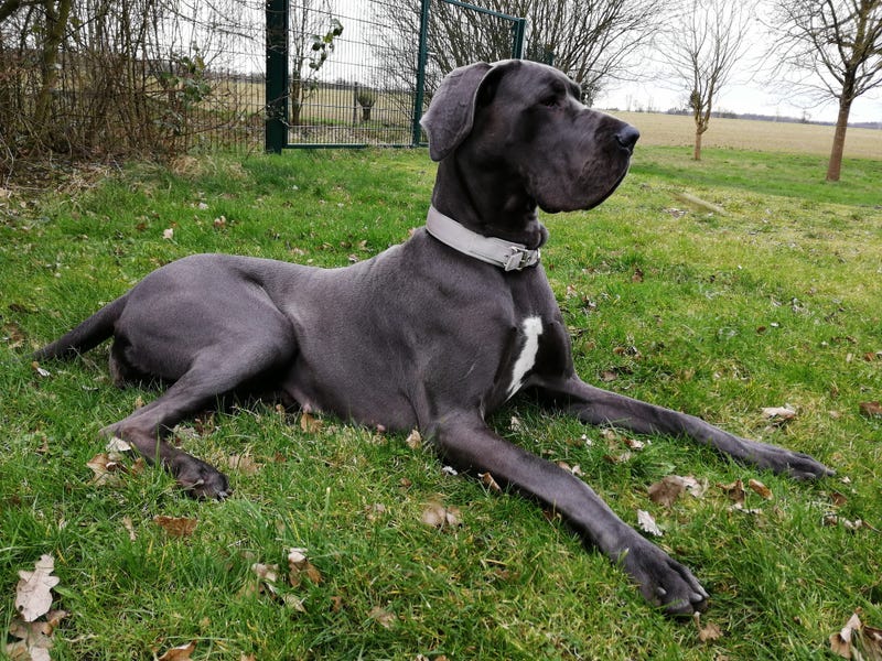 Great Dane