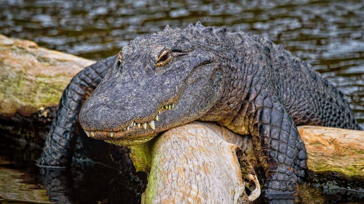 Officials left puzzled after alligator from Louisiana finds its way to Texas shore