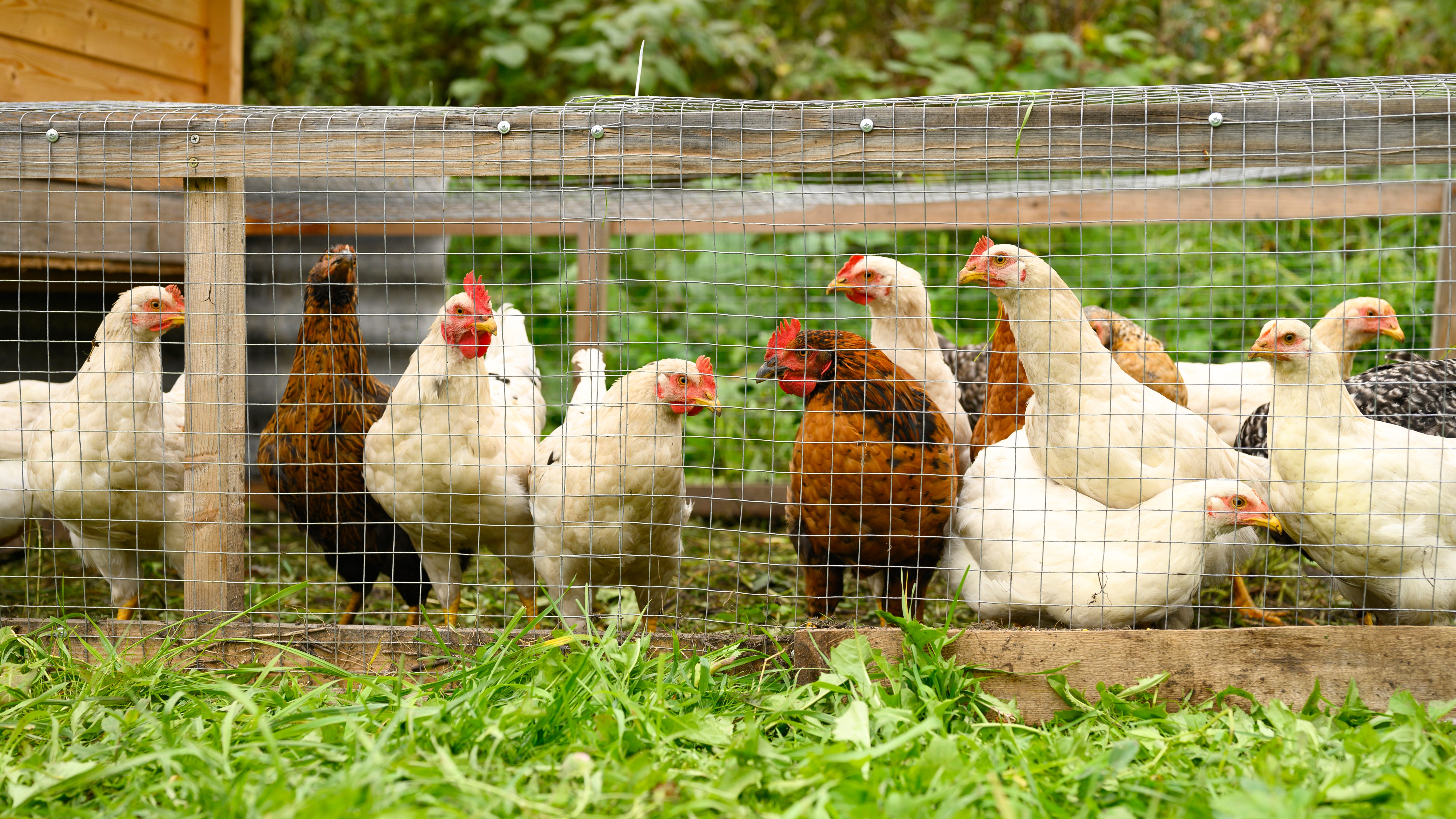 Term limits, town holidays and backyard chickens are among election referendums