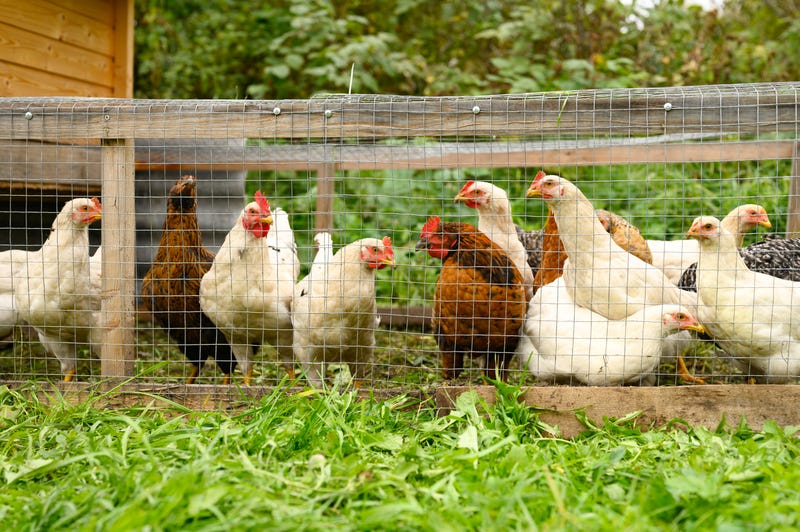 chicken