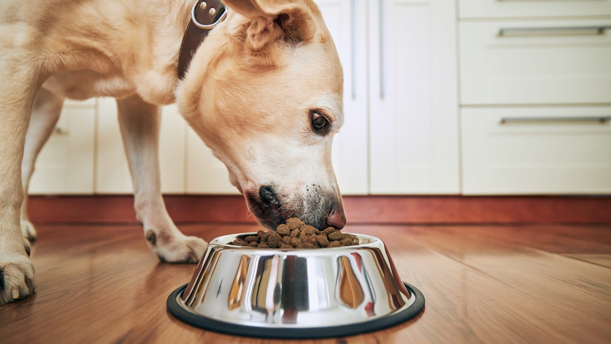 FDA says hundreds of dog deaths could be linked to this pet food