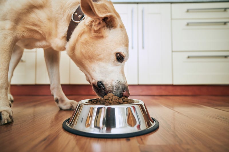dog food