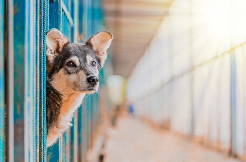 dog in shelter
