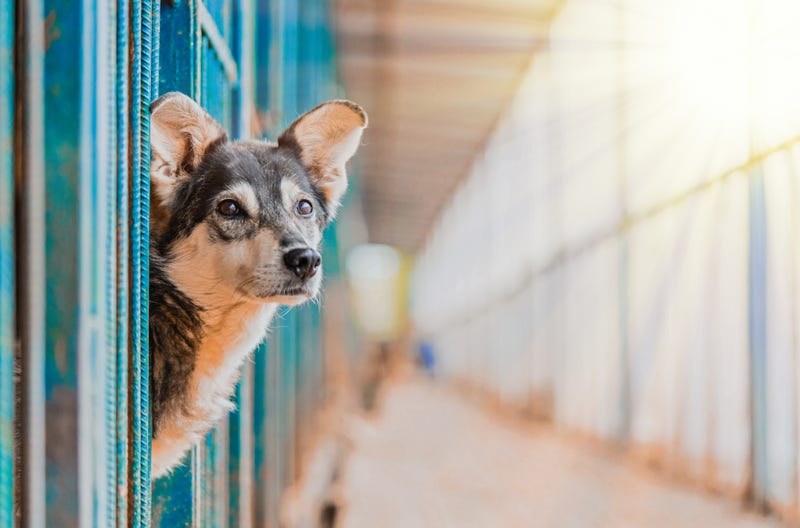 Shelter animal
