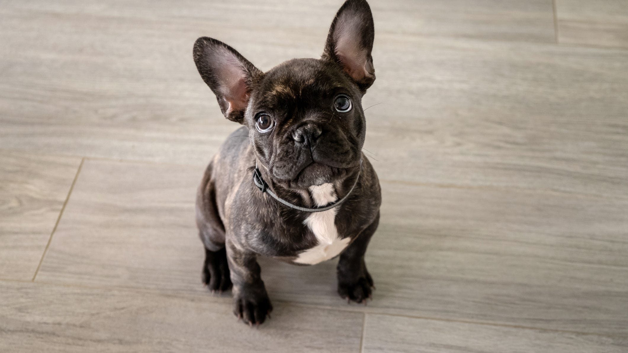 Stolen French bulldog from West Hollywood found in Philadelphia