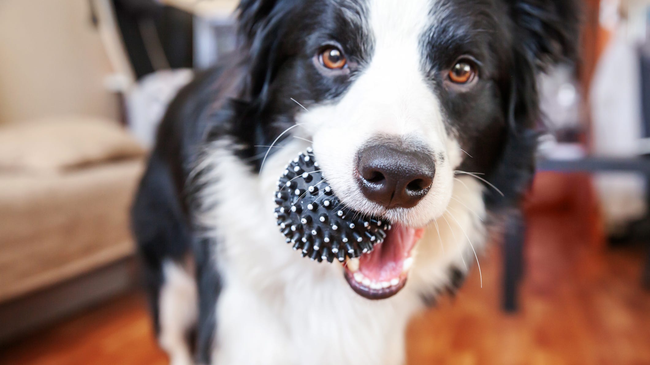 Pamper your pets: the best deals from Chewy’s summer sale