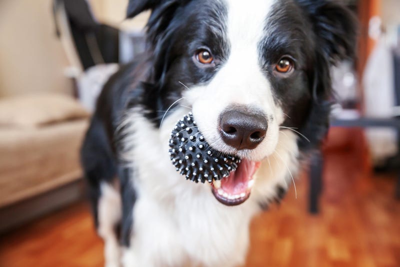 dog playing with ball